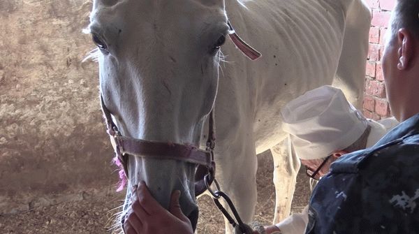 Dailystorm - Не коням корм: кто зарабатывает на умирающих полицейских лошадях из Саратова